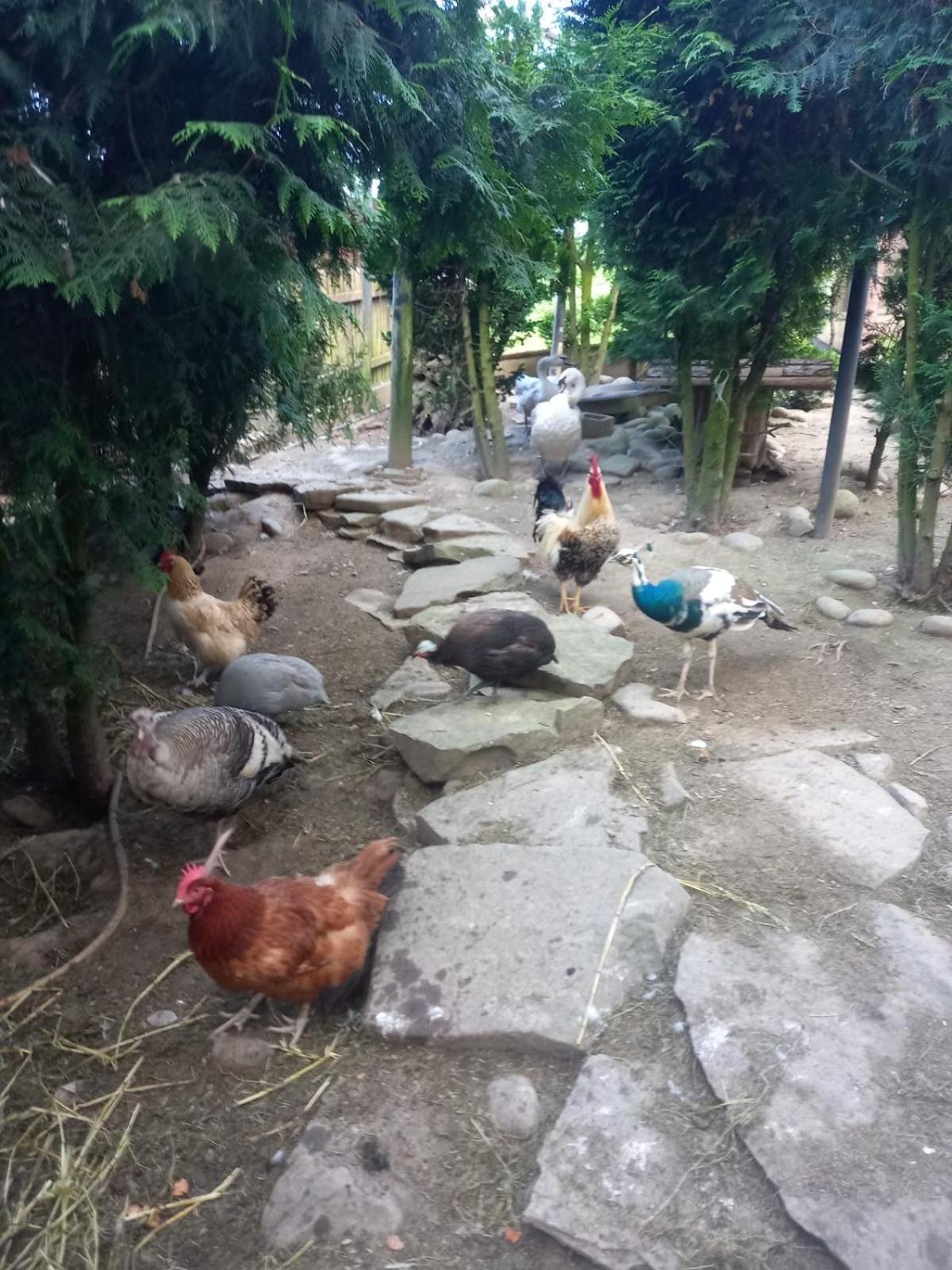 Koperkowe Rancho Beskid Wyspowy Domek Malopolskie Kamionna Kamionna  Exterior foto